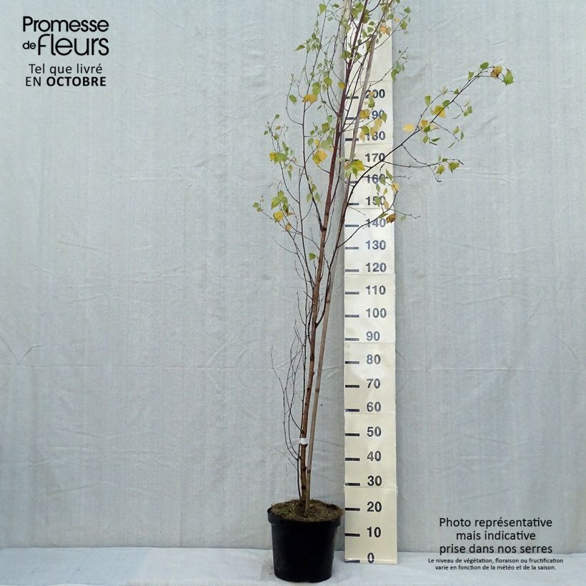 Esemplare di Betula pendula Fastigiata - Bouleau fastigié en pot de 7,5L/10L come consegnato in autunno