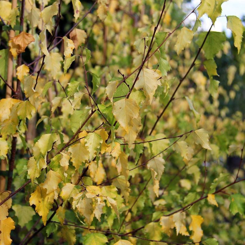 Betula pendula Golden Cloud - Betulla bianca (Fogliame)