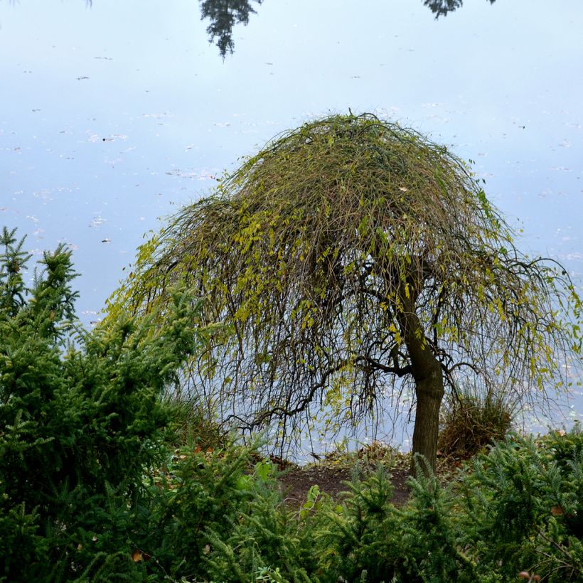 Betula pendula Magical Globe - Betulla bianca (Porto)