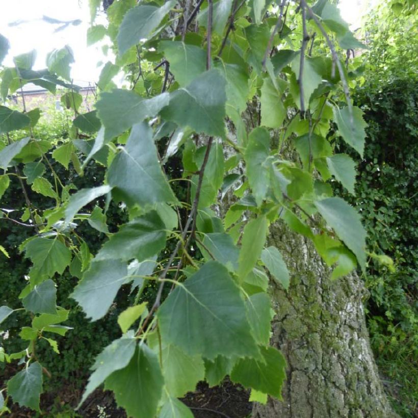 Betula pendula Tristis - Betulla bianca (Fogliame)