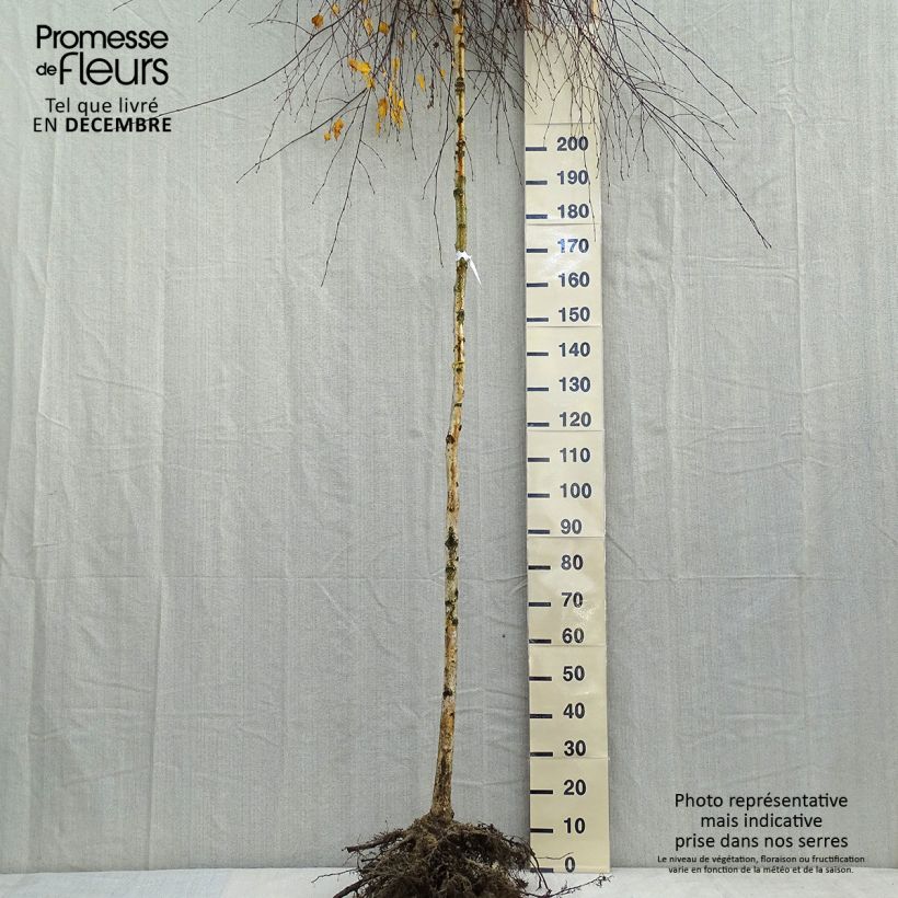 Betula pendula Youngii  en racines nues Tige 8/10cm - Bouleau pleureur esemplare consegnato in inverno