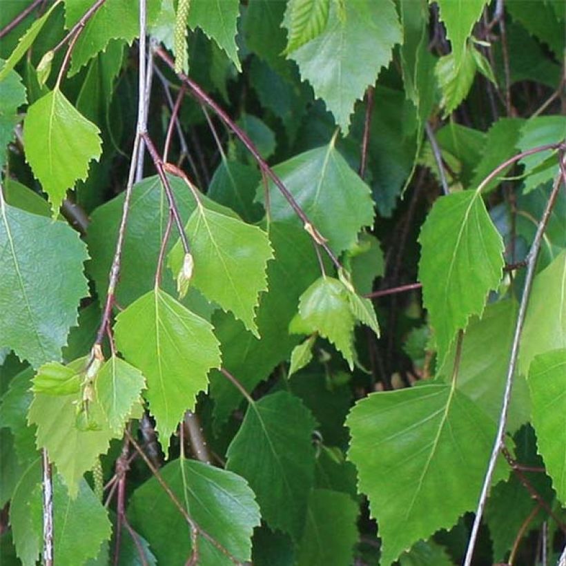 Betula pendula - Betulla bianca (Fogliame)