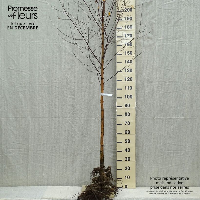 Betula pendula (alba, verrucosa) en racines nues tige 6/8.- Bouleau pleureur. esemplare consegnato in inverno