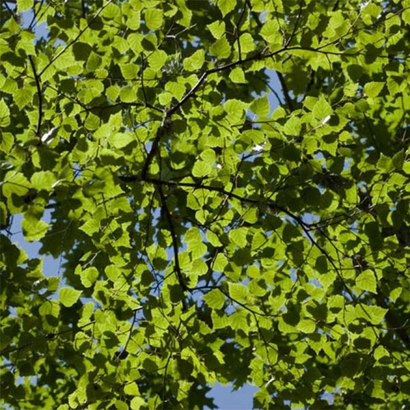 Betula pubescens - Betulla pelosa (Fogliame)