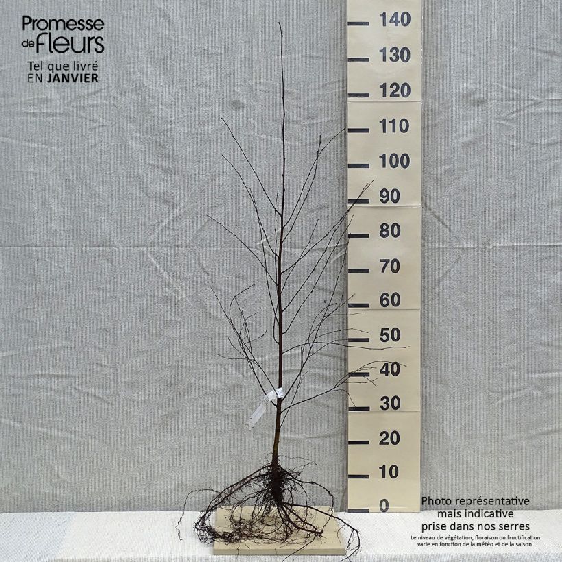 Betula pubescens - Bouleau pubescent Racines nues esemplare consegnato in inverno