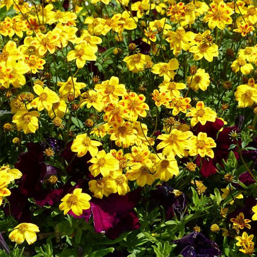 Bidens Beedance Painted Red (Fioritura)