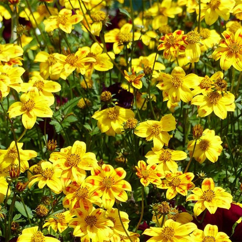 Bidens Beedance Painted Yellow (Fioritura)