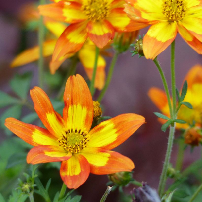 Bidens Campfire Funny Honey (Fioritura)