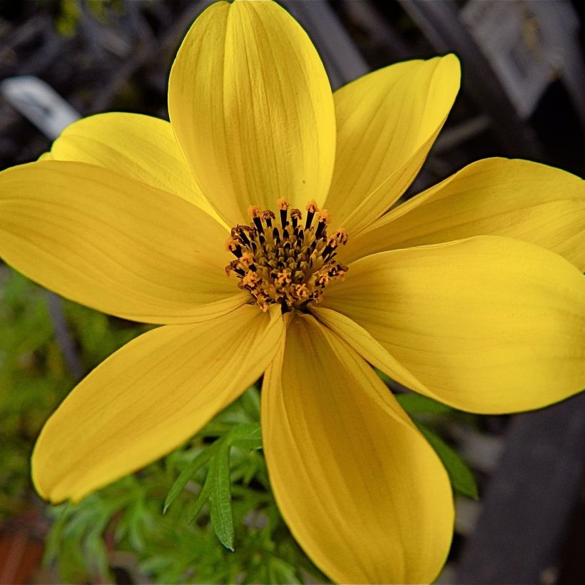 Bidens ferulifolia (Fioritura)