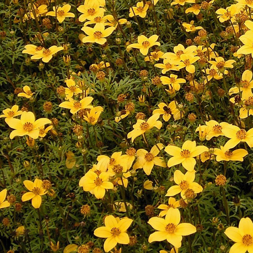 Bidens ferulifolia (Porto)