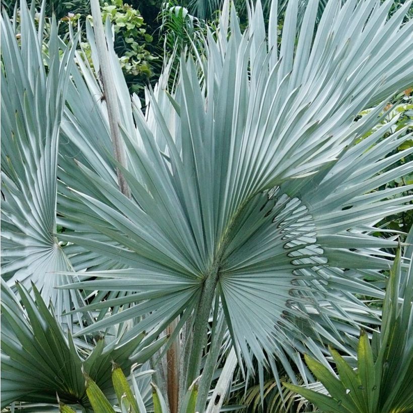 Bismarkia nobilis (Fogliame)