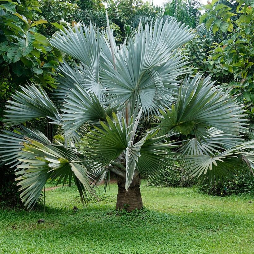 Bismarkia nobilis (Porto)