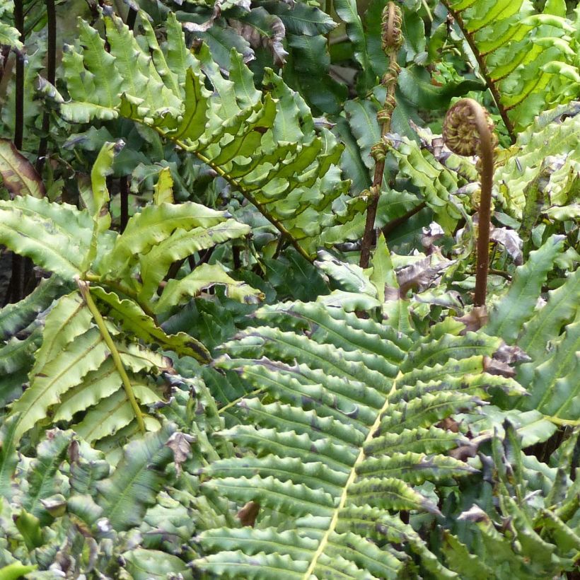 Blechnum chilense (Fogliame)