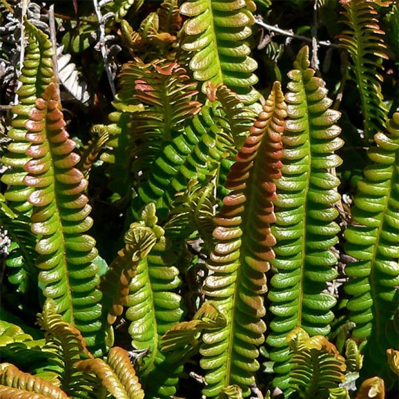 Blechnum penna-marina (Fogliame)