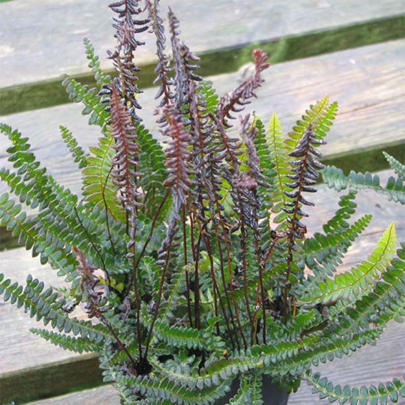 Blechnum penna-marina (Porto)