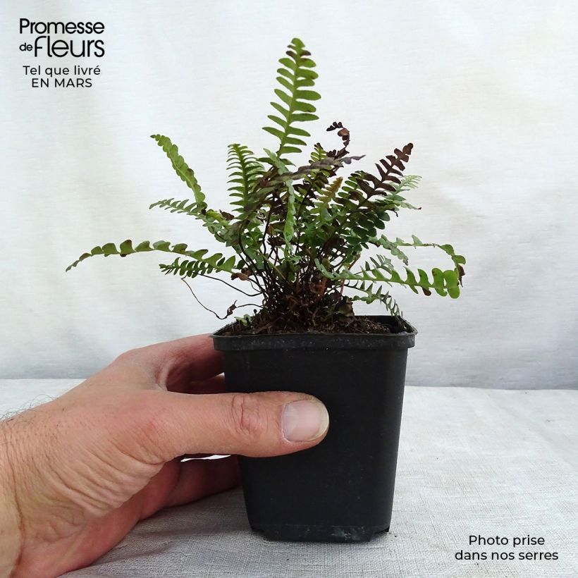 Blechnum penna-marina - Fougère Godet de 9cm esemplare consegnato in inverno