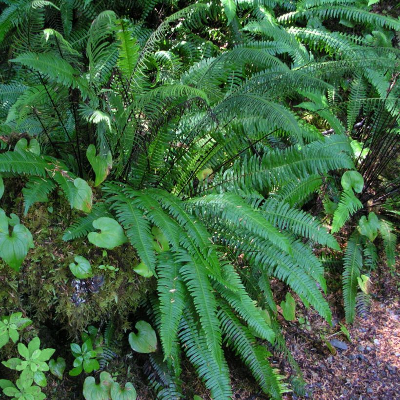 Blechnum spicant - Lonchite minore (Porto)