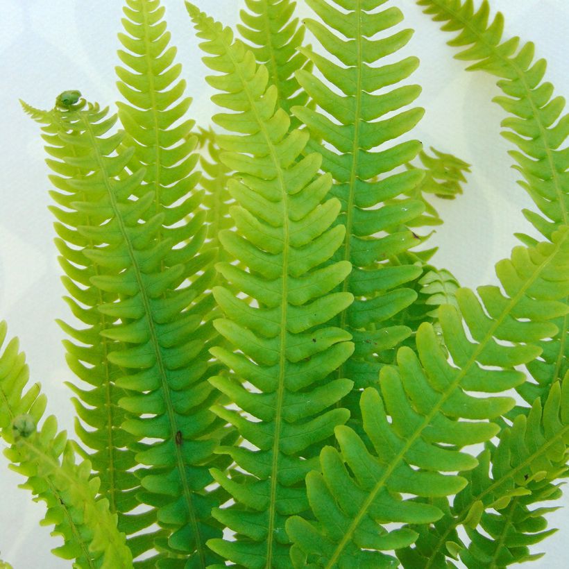 Blechnum spicant - Lonchite minore (Fogliame)