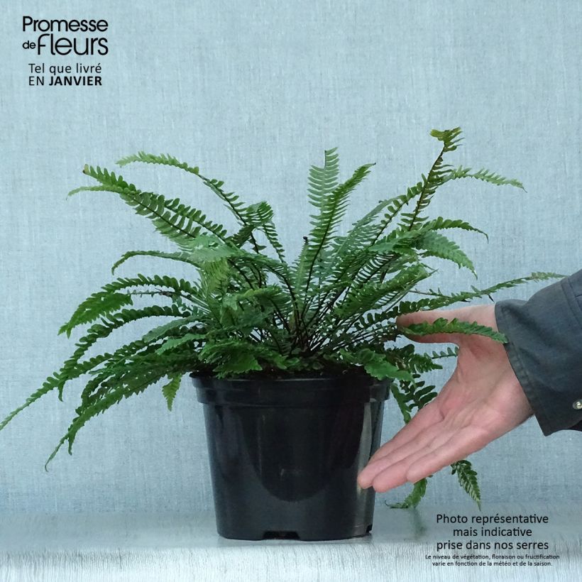 Blechnum spicant -  Fougère pectinée Pot de 2/3 L esemplare consegnato in inverno