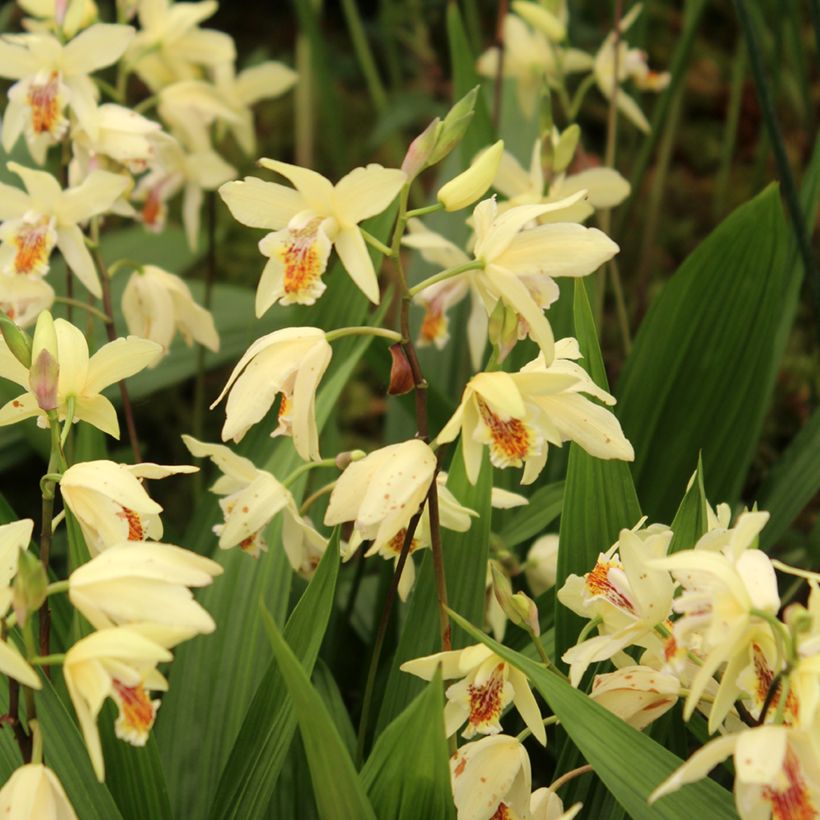 Bletilla ochracea (Porto)