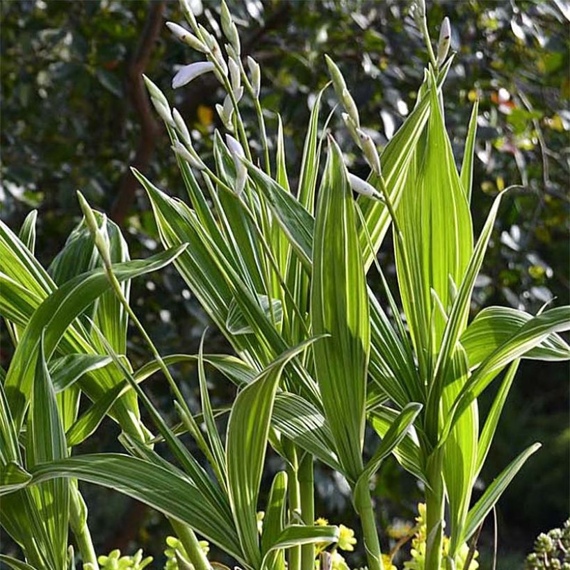 Bletilla striata Alba Variegata (Fogliame)