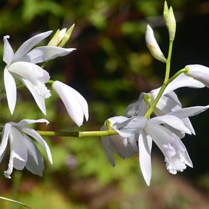 Bletilla striata Alba Variegata (Fioritura)