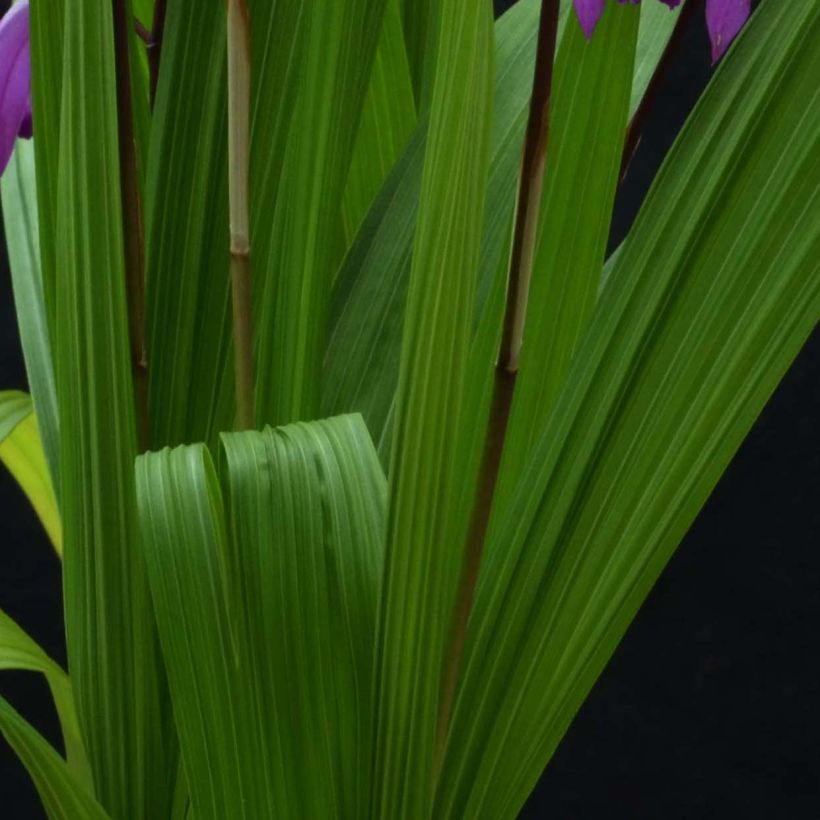 Bletilla striata Marcel Clapdrop (Fogliame)