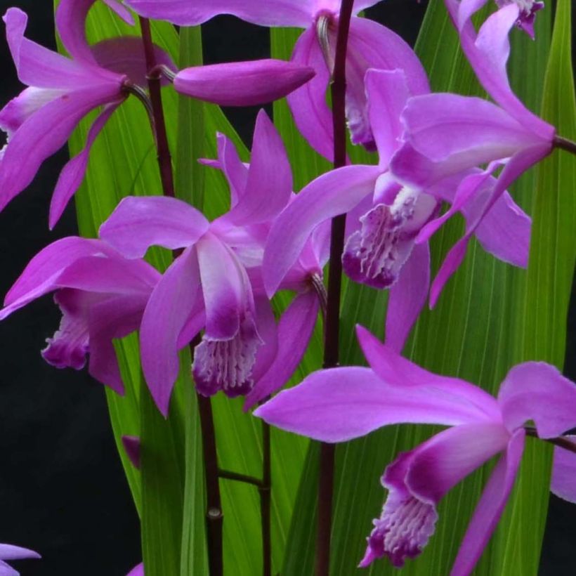 Bletilla striata Marcel Clapdrop (Fioritura)