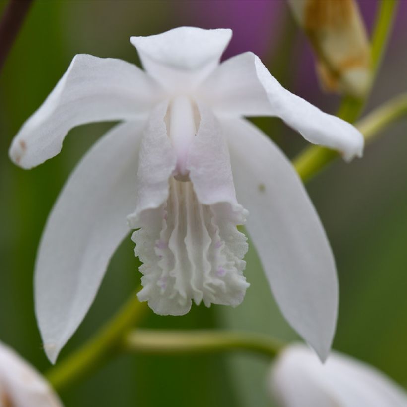 Bletilla striata f. gebina (Fioritura)