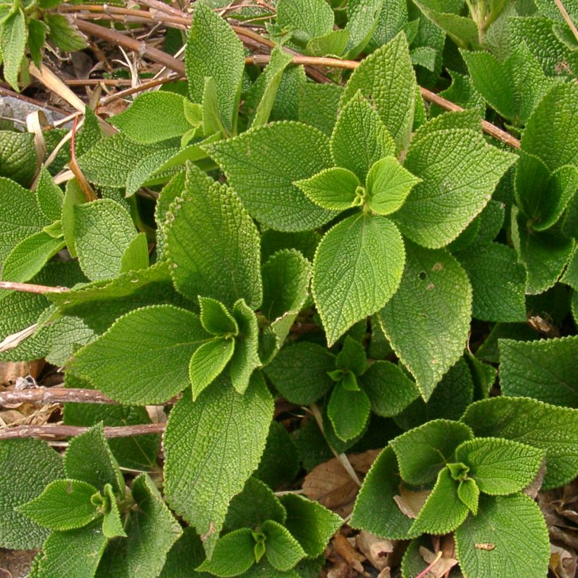 Boehmeria biloba (Porto)