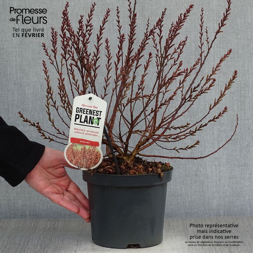 Bois-sent-bon - Myrica gale Pot de 2L/3L esemplare consegnato in inverno