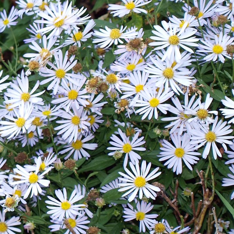 Boltonia asteroides Latisquama (Fioritura)