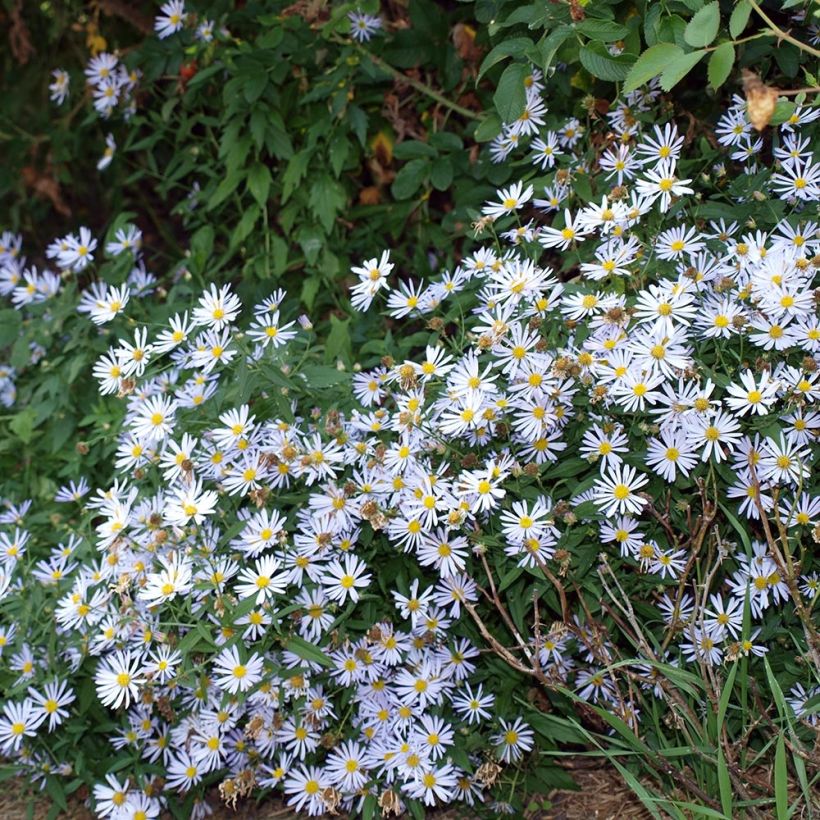 Boltonia asteroides Latisquama (Porto)