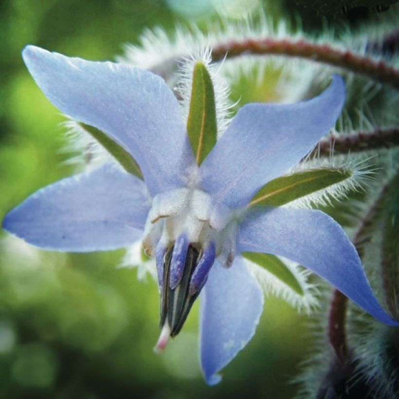 Borago officinalis - Borragine comune (Fioritura)