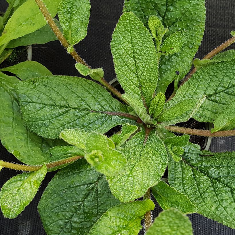 Borago pygmaea - Borragine di Sardegna (Fogliame)