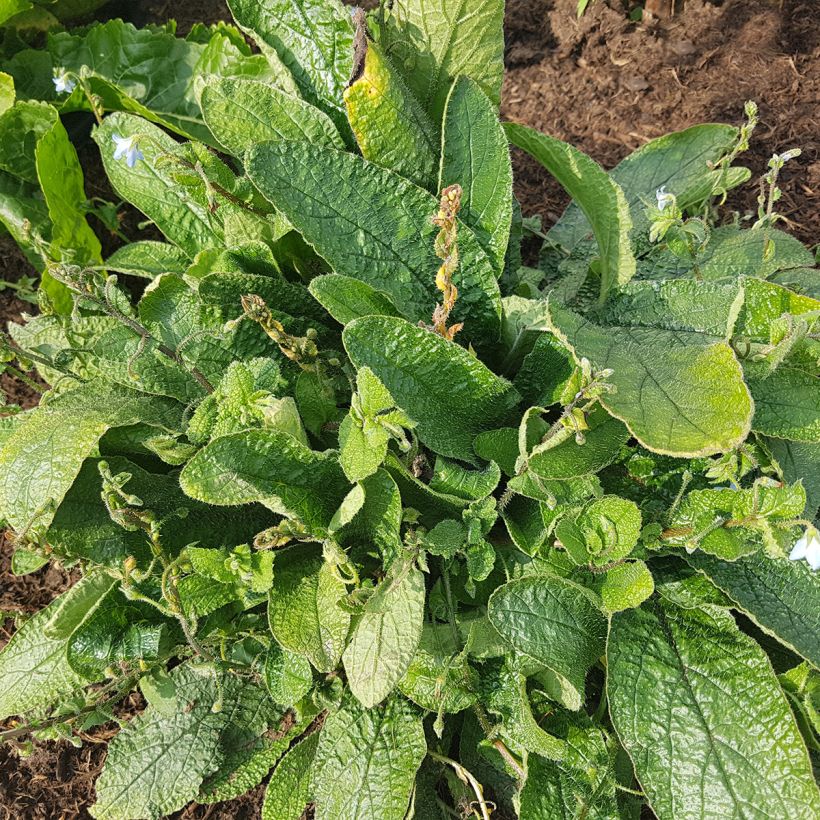 Borago pygmaea - Borragine di Sardegna (Porto)