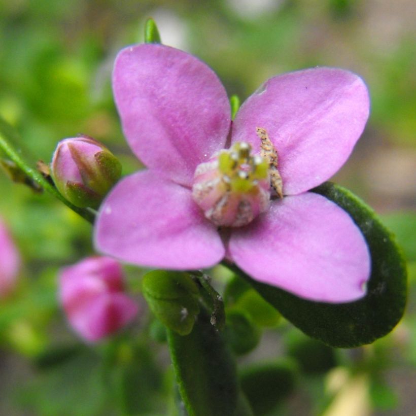 Boronia crenulata Shark Bay (Fioritura)