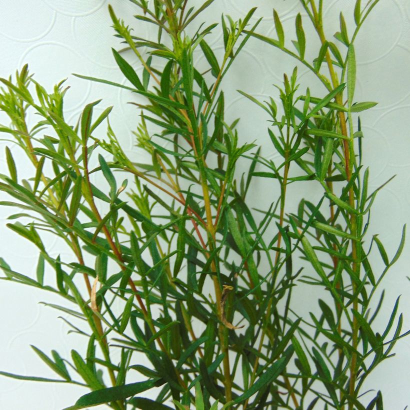 Boronia heterophylla (Fogliame)