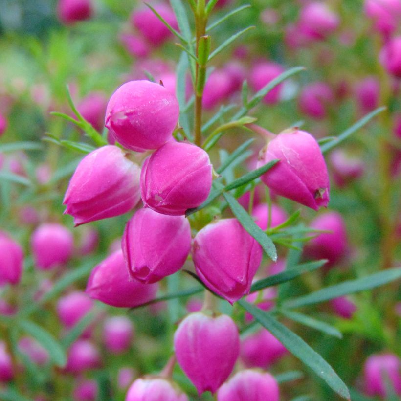 Boronia heterophylla (Fioritura)