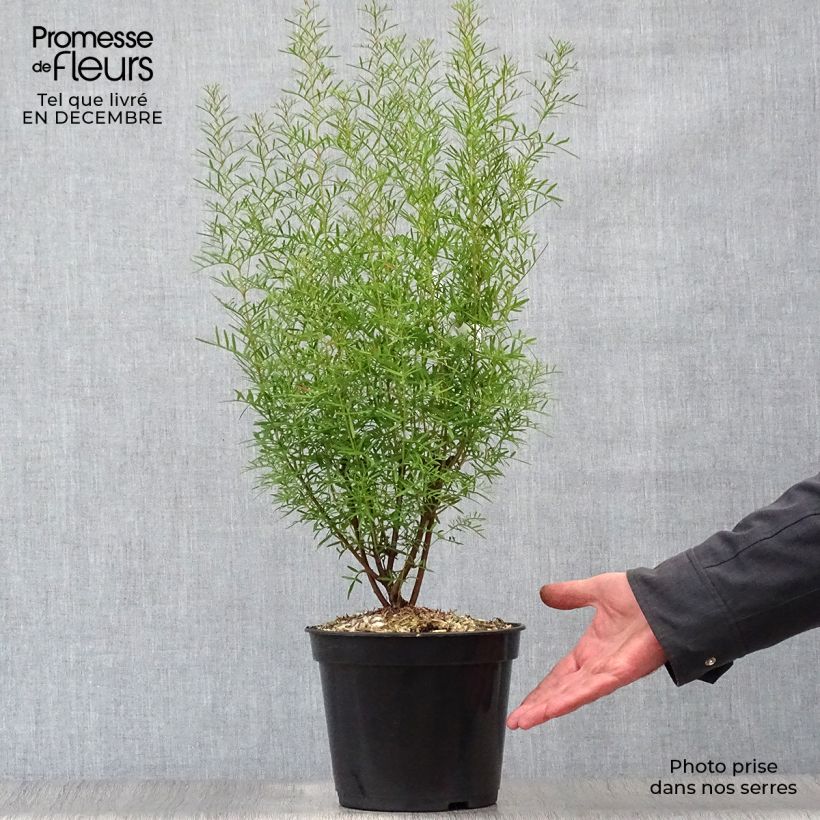 Boronia heterophylla - Boronie à feuillage varié. Pot de 3L/4L esemplare consegnato in inverno