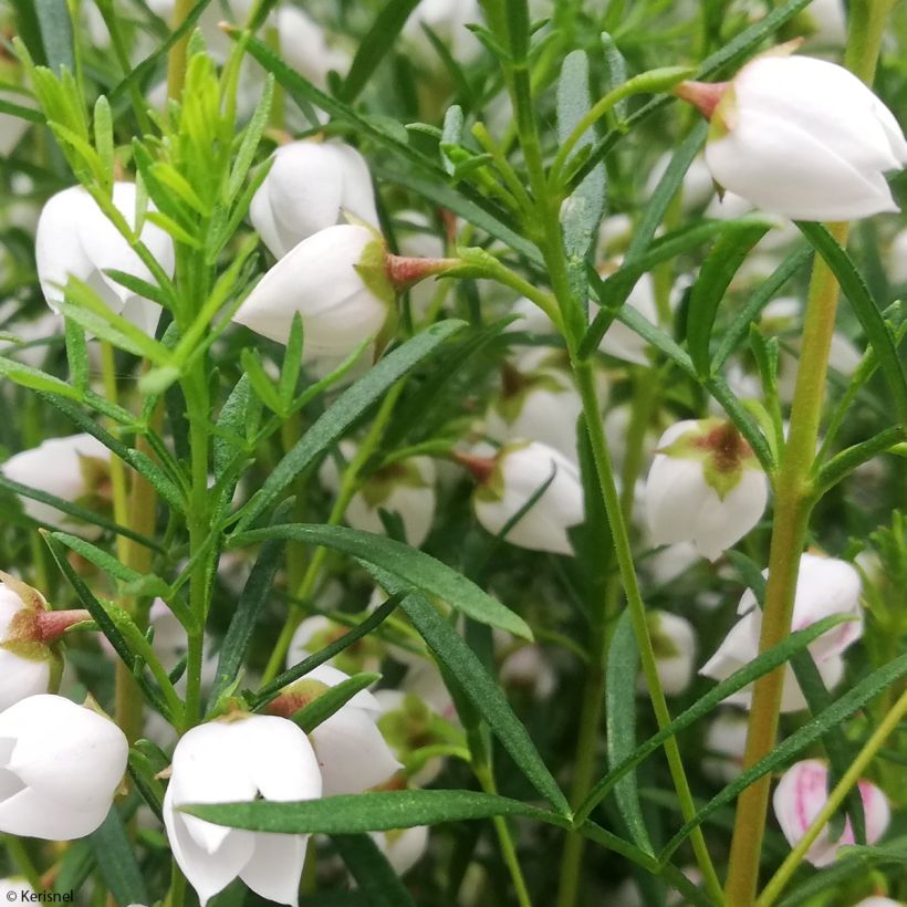 Boronia heterophylla Ice Charlotte (Fogliame)