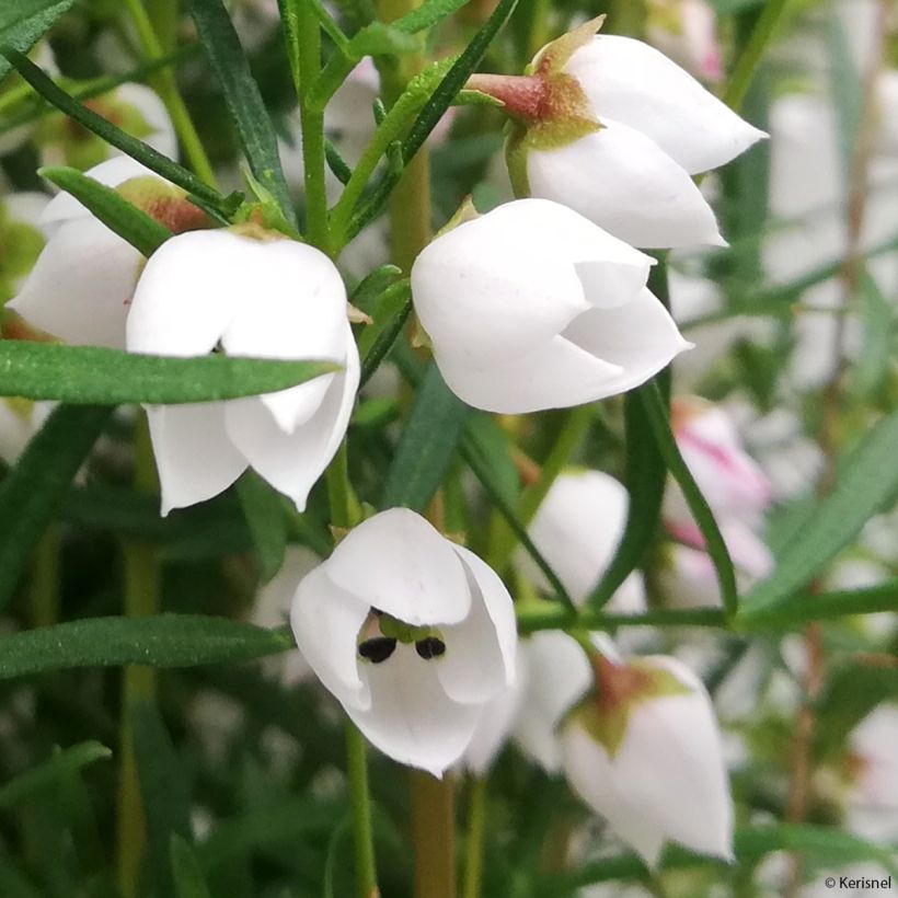 Boronia heterophylla Ice Charlotte (Fioritura)