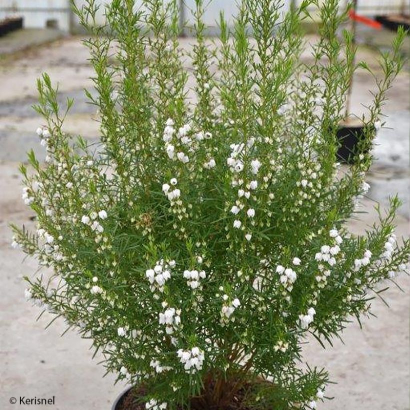 Boronia heterophylla Ice Charlotte (Porto)