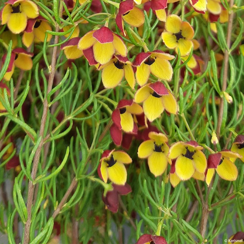 Boronia megastigma Tui (Fogliame)