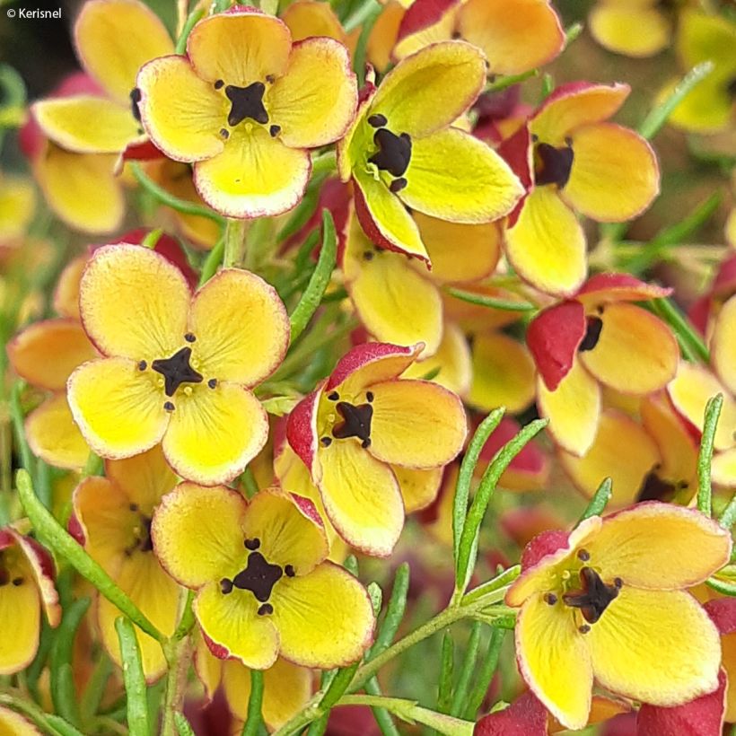 Boronia megastigma Tui (Fioritura)