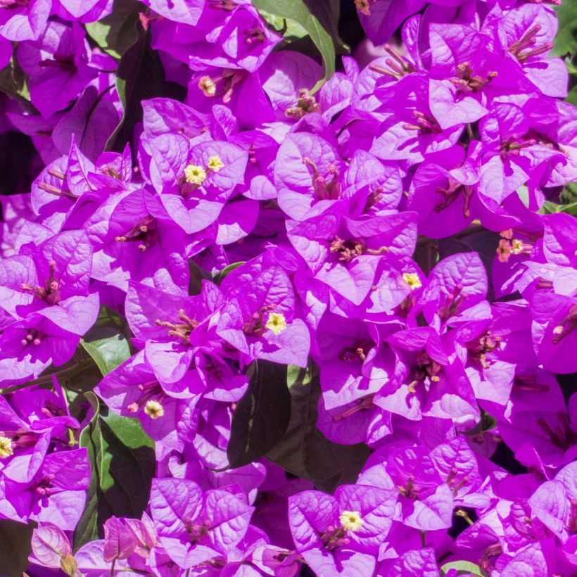 Bougainvillea Violet de Meze (Fioritura)