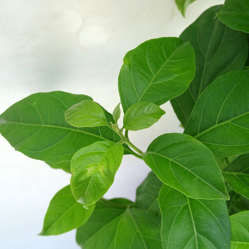 Bougainvillea spectabilis Bianco (Fogliame)