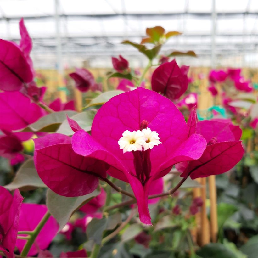 Bougainvillea spectabilis Rosso scuro (Fioritura)