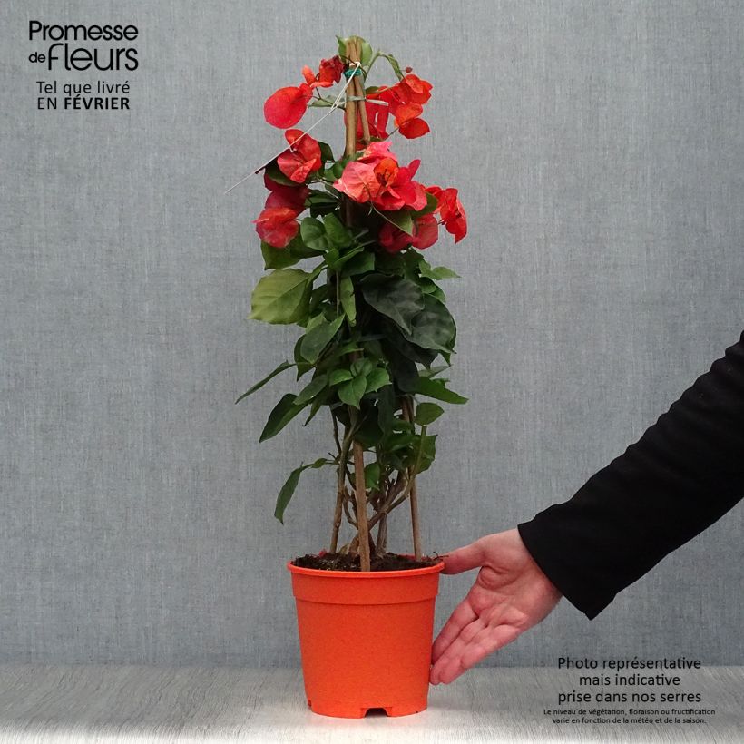 Bougainvillier spectabilis Orange Pot de 2L/3L esemplare consegnato in inverno