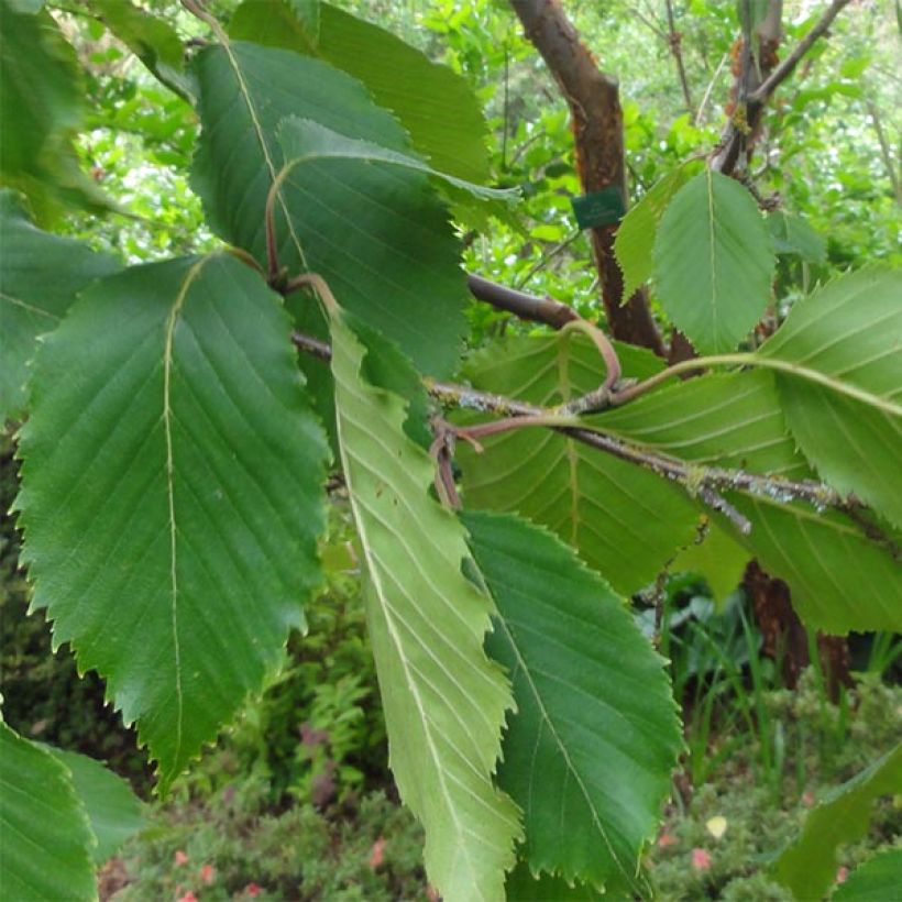 Betula utilis var. jacquemontii Doorenbos - Betulla dell’Himalaya (Fogliame)